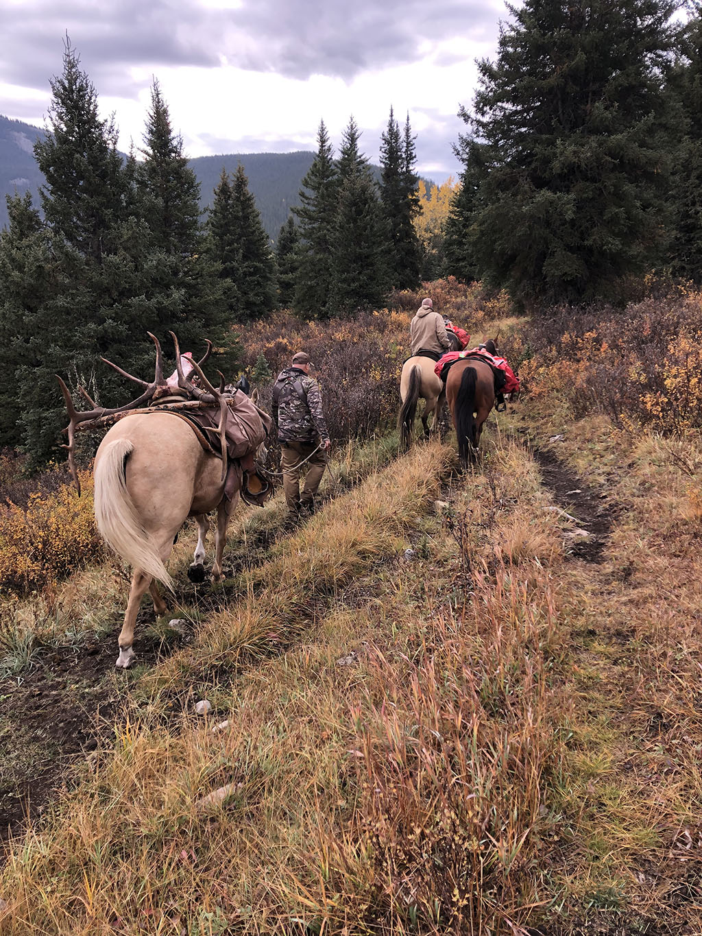Alberta-Canada-Elk-Hunts2